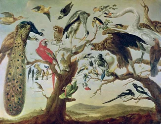 Das Konzert der Vögel